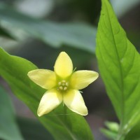 Lysimachia laxa Baudo